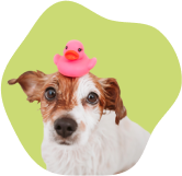 Cachorrinho com um patinho de borracha cor de rosa na cabeça