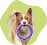 Cachorro com uma argola roxa na boca